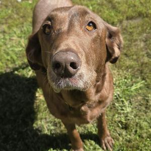 Honey, Labrador Retriever, senior, available for adoption