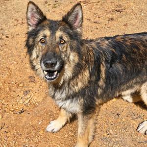 Naomi, German Shepherd Dog, adult, available for adoption