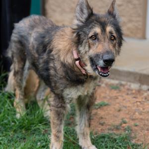 Naomi, German Shepherd Dog, adult, available for adoption