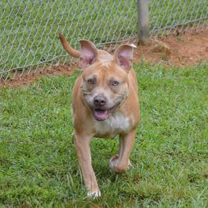 A brown dog with a white chest and paws running on grass in front of a chain-link fence.