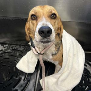Johnathan, Beagle, adult, available for adoption