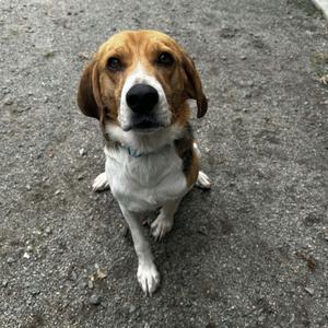 A beagle dog sitting on a paved surface, looking up with its ears drooping and a blue collar around its neck.