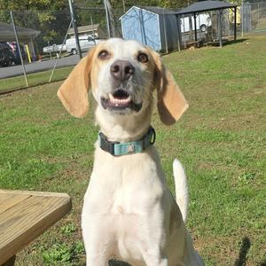 Huck, Hound, adult, available for adoption