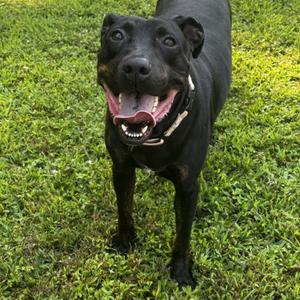 Charlie, Labrador Retriever, adult, available for adoption