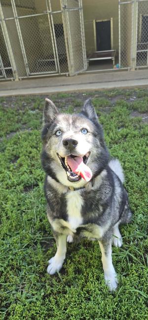 A happy husky dog with blue eyes and a black and white coat is sitting on the grass, its mouth open and tongue out, looking up at the camera.