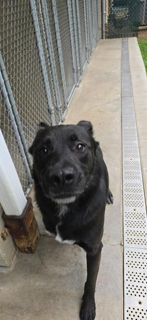 Knox, Shepherd, young, available for adoption