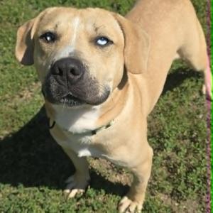 Cooper, Pit Bull Terrier, young, available for adoption