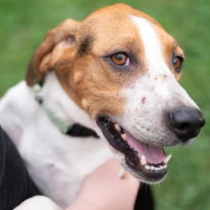 Jacie, Hound, adult, available for adoption