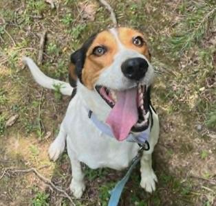 Jacquelyn, Hound, adult, available for adoption