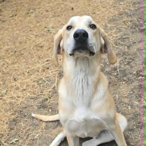 Graham, Plott Hound / Great Pyrenees, young, available for adoption