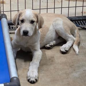 Marshmallow, Mixed Breed (Large), available for adoption