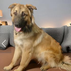 Sly, Mixed Breed (Large), young, available for adoption
