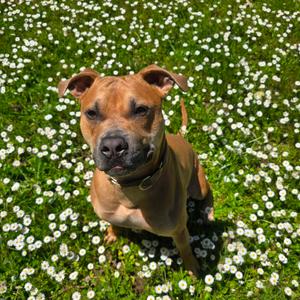 Lemmy, Mixed Breed (Medium), adult, available for adoption