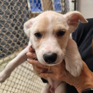 Keith, Mixed Breed (Medium), available for adoption