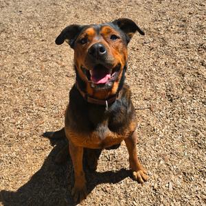 Cutie Pie, Mixed Breed (Medium), adult, available for adoption