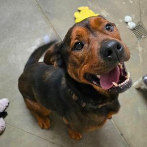 Cutie Pie, Mixed Breed (Medium), adult, available for adoption