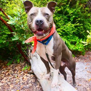 Smokey, Mixed Breed (Large), adult, available for adoption