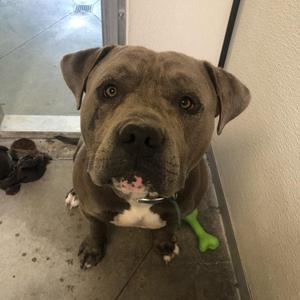 Max, Mixed Breed (Large), adult, available for adoption