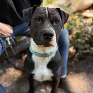 Chief, Boxer, young, available for adoption