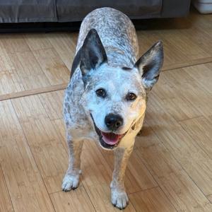 A blue heeler dog standing on a wooden floor, looking up with its mouth open and tongue out.