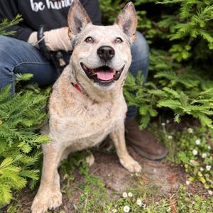 Queenie, Cattle Dog, Australian (Red Heeler), senior, available for adoption