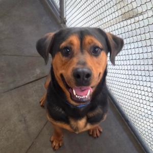 Dutch, Mixed Breed (Large), young, available for adoption