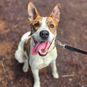 A happy dog with a white and brown coat, sticking out its tongue, sitting on a dirt ground with a leash attached to its collar.