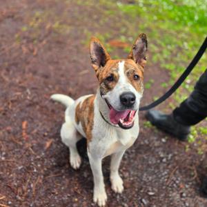 A happy-looking dog with brown and white fur is sitting on a dirt path, panting with its tongue out. The dog has prominent ears and is looking up and to the right. A person's legs and black shoes are visible on the right side of the image, holding a black leash attached to the dog's collar.