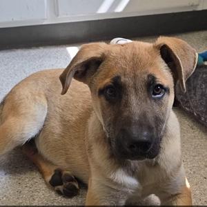 Acorn, Shepherd, German, available for adoption