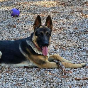 Steven, Shepherd, German, young, available for adoption