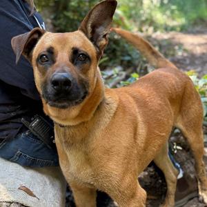 Rolo, Mixed Breed (Large), adult, available for adoption
