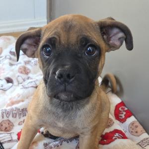 Johnny, Mixed Breed (Medium), available for adoption