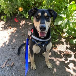 Ripple, Mixed Breed (Large), young, available for adoption