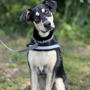 A black and tan dog with a grey harness sits outdoors, looking at the camera with its head tilted.