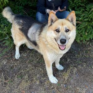 Mack, Mixed Breed (Large), adult, available for adoption