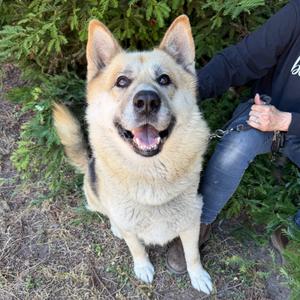 Mack, Mixed Breed (Large), adult, available for adoption