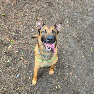 A happy dog with its tongue out, sitting on the ground.