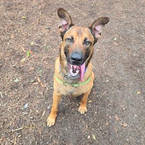 A happy-looking brown dog with pointed ears sits on the ground.