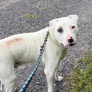 A white dog with a pink nose and a black leash, standing on a gravel path.