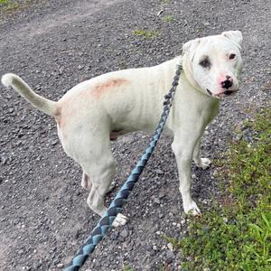 A white pitbull-type dog with a black and blue leash stands on a gravel path.