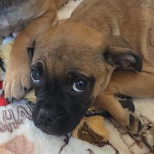 A close-up of a brown puppy with a black muzzle, lying on a patterned blanket.