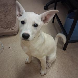 a white dog sitting on a carpeted floor