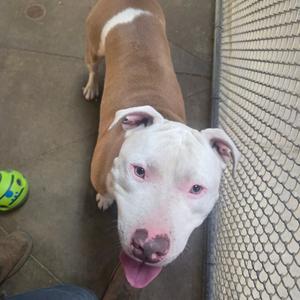 A brown and white pit bull dog with pink eyes and a pink nose, standing on a concrete floor next to a chain-link fence. The dog has its tongue out and appears to be looking up at the camera. A green ball is visible on the left side of the image.