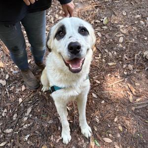 Checkers, Pyrenees, Great, young, available for adoption