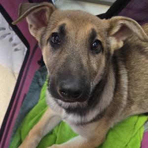 Bumpkin, Shepherd, German, available for adoption