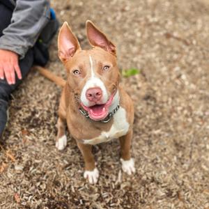 A brown pitbull dog with white markings sits on gravel, looking up with its ears perked and mouth open.