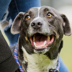 Rocky, Terrier, adult, available for adoption