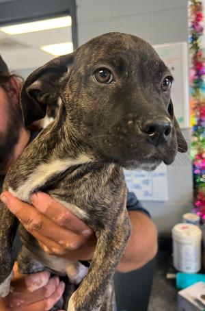 Abe, Catahoula Leopard Dog/Boxer, young, available for adoption