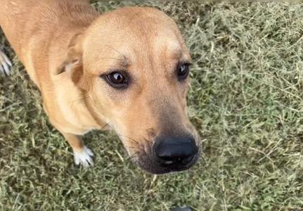 Barley (Duke), Labrador Retriever, adult, available for adoption