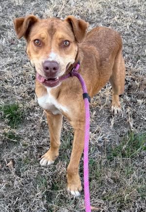 Dingo, Shepherd/Labrador Retriever, adult, available for adoption